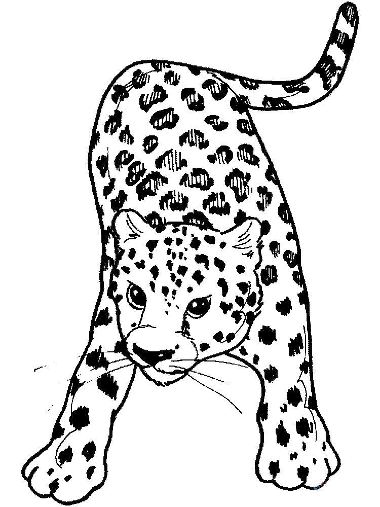 Раскраски леопард  Раскраска - крадущийся леопард