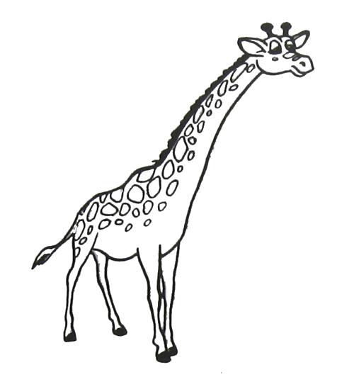 Раскраски жираф  Жираф вытянул шею