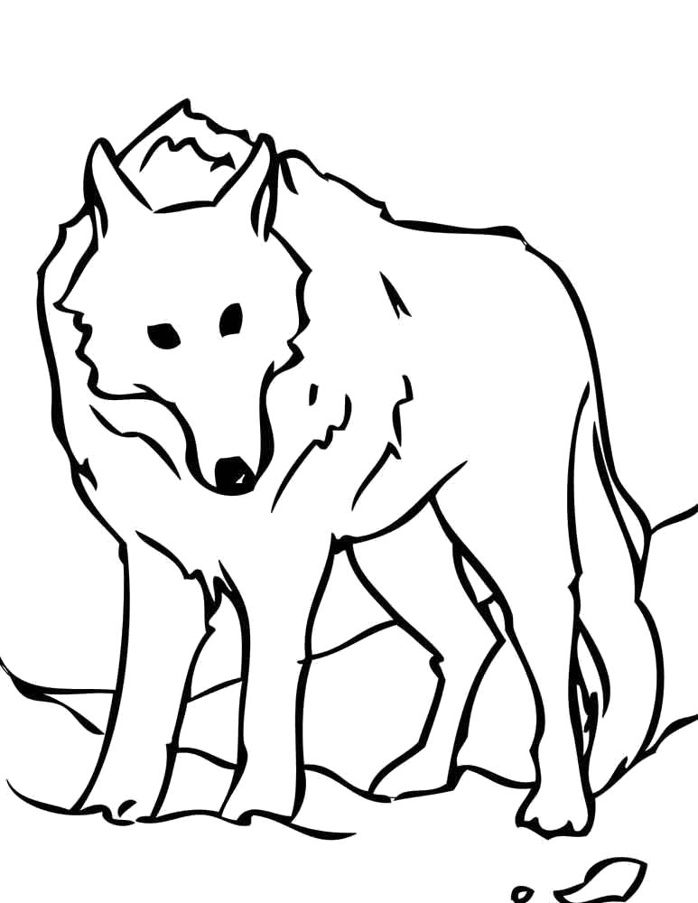 Раскраски волчата и волчицы  Волчок