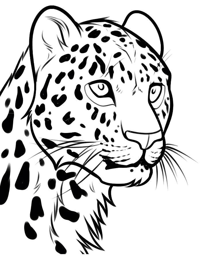 Раскраски леопард  Красивый леопард