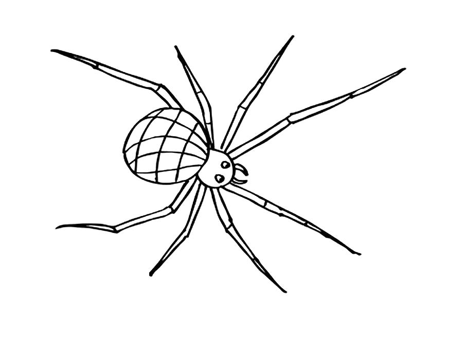   Раскраска паук с длинными ногами