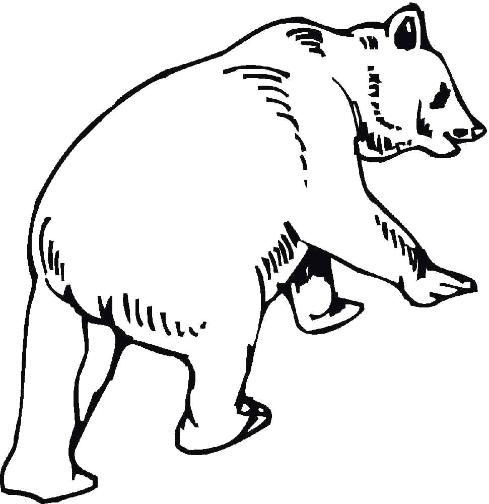 Раскраски медведь, медведица, медвежонок  белый медведь