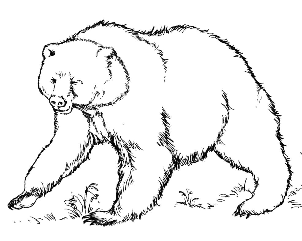 Раскраски медведь, медведица, медвежонок  медведь ходит по лесу
