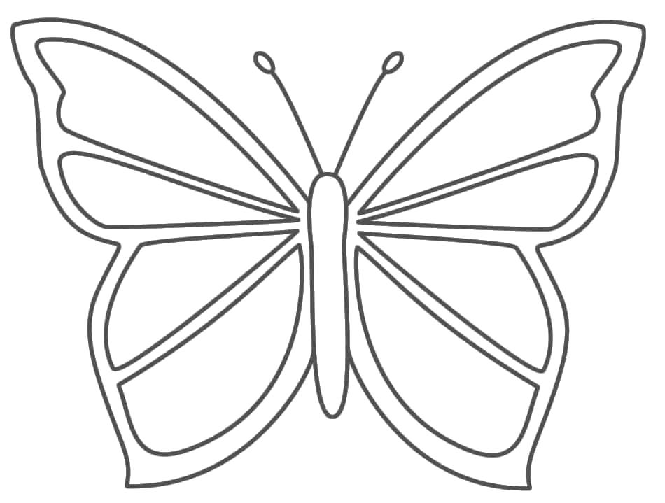   контуры бабочки