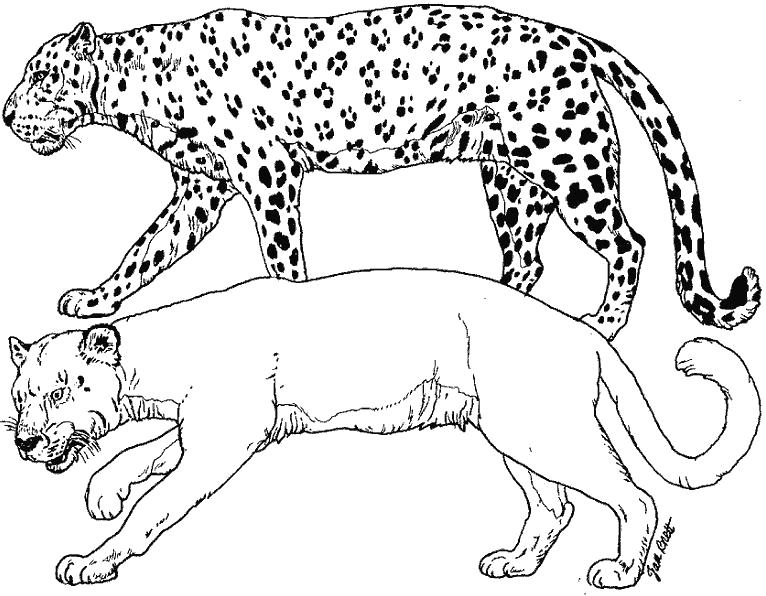 Раскраски леопард  леопарды