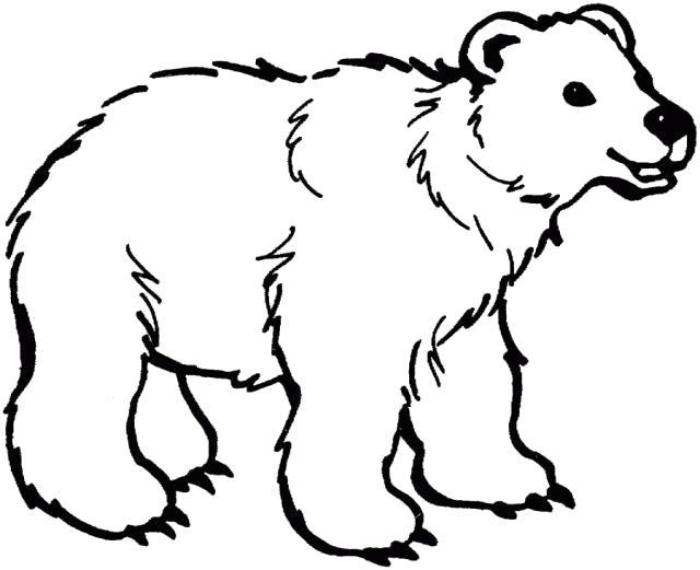 Раскраски медведь, медведица, медвежонок  Полярный медведь
