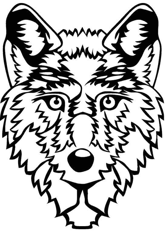 Раскраска волк  Морда волка