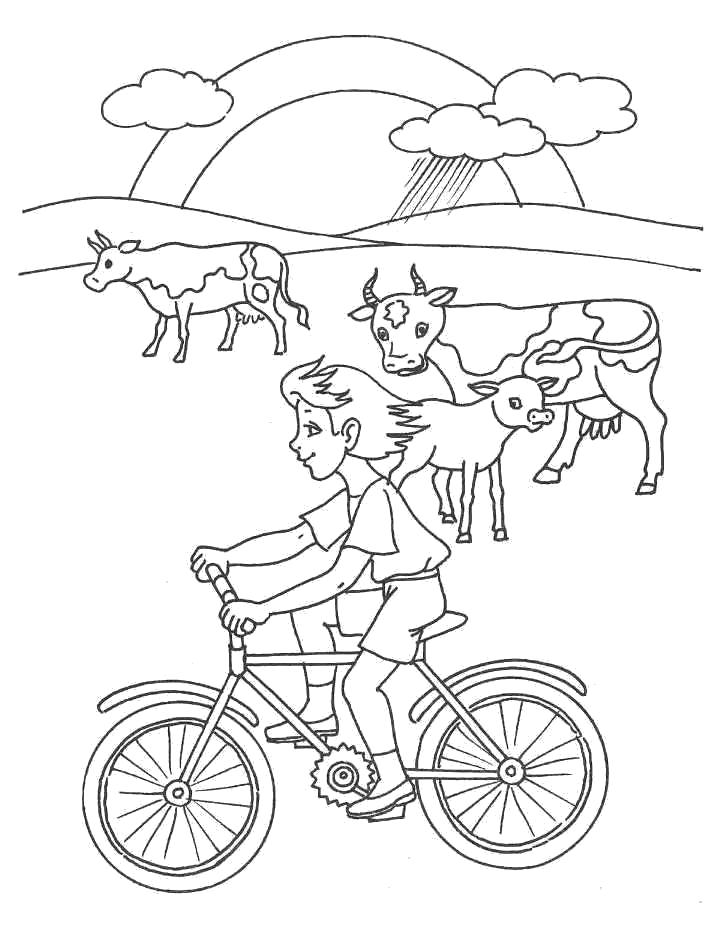 Раскраски домашняя корова  девочка едет на велосипеде, коровы посутся на лугу
