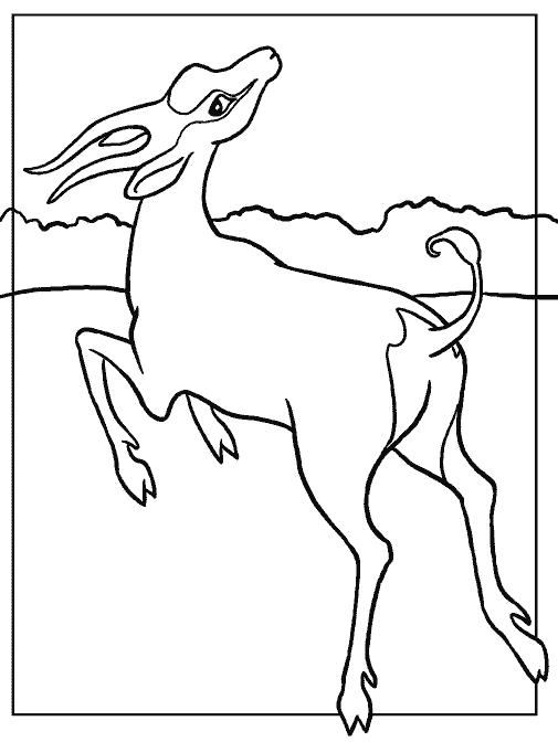 Раскраска с антилопой  Антилопа прыгает