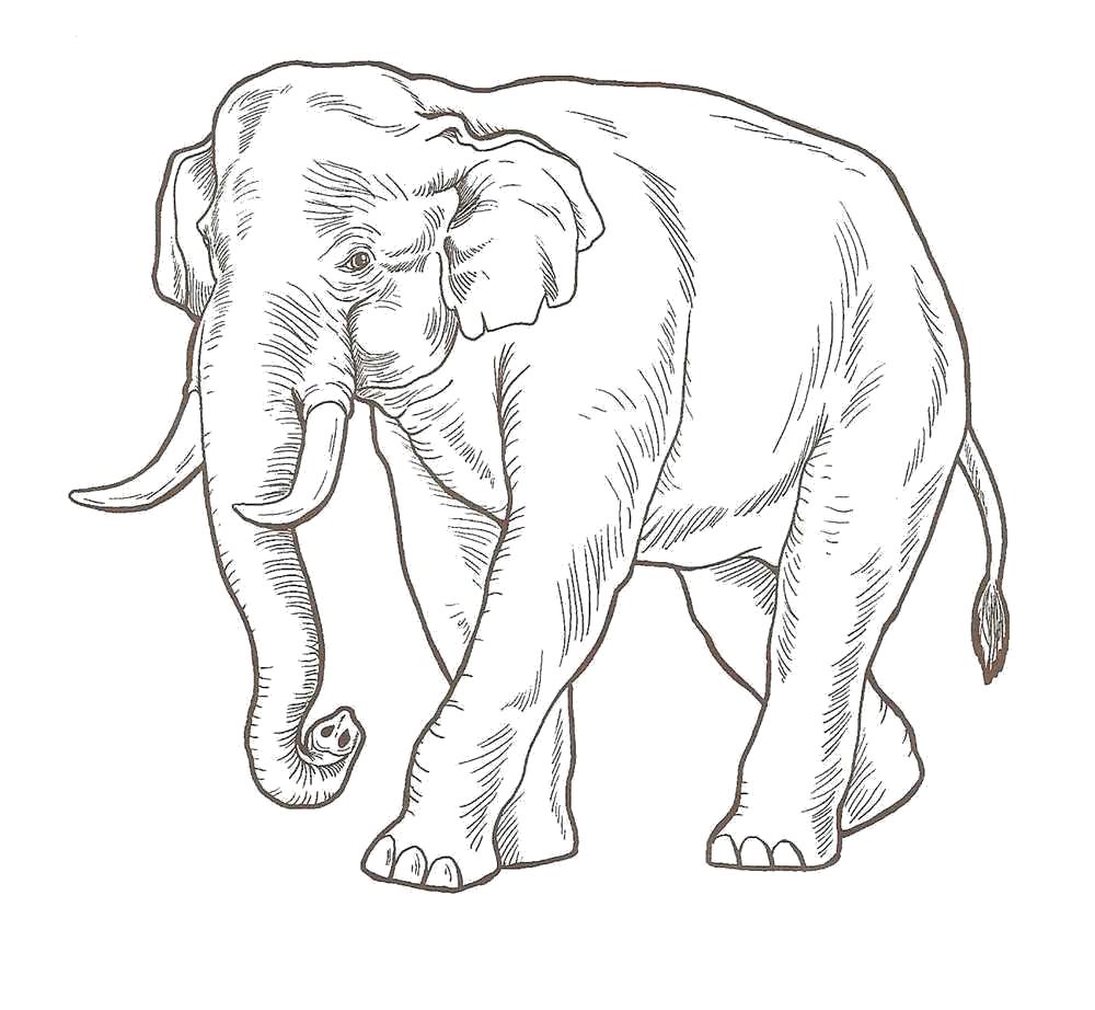Слон раскраска: векторные изображения и иллюстрации, которые можно скачать бесплатно | Freepik