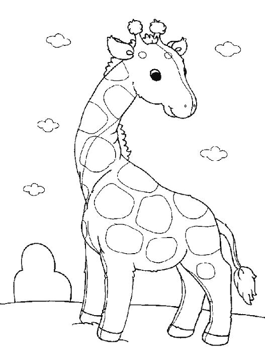 Раскраски жираф  жираф 