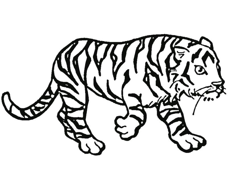   Тигр крадется