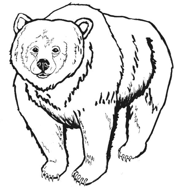 Раскраски медведь, медведица, медвежонок  Медведь гризли