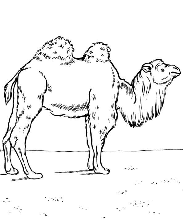   двухгорбатый верблюд