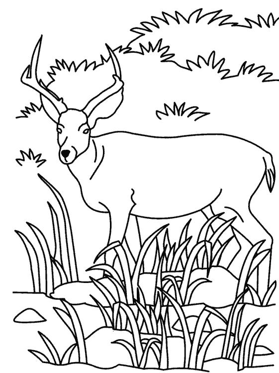 Раскраска с антилопой  Антилопа
