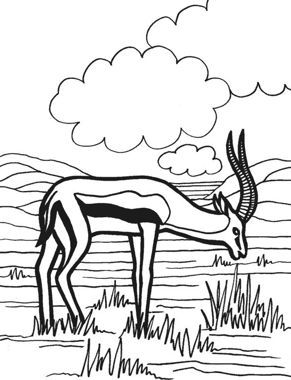 Раскраска с антилопой  Антилопа