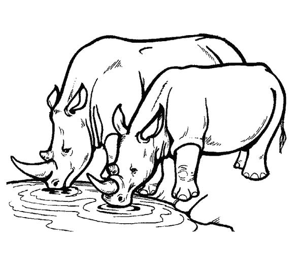 Раскраски носороги  носороги пьют воду