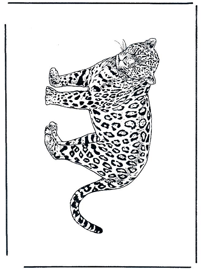 Раскраски леопард  Леопард Раскраска