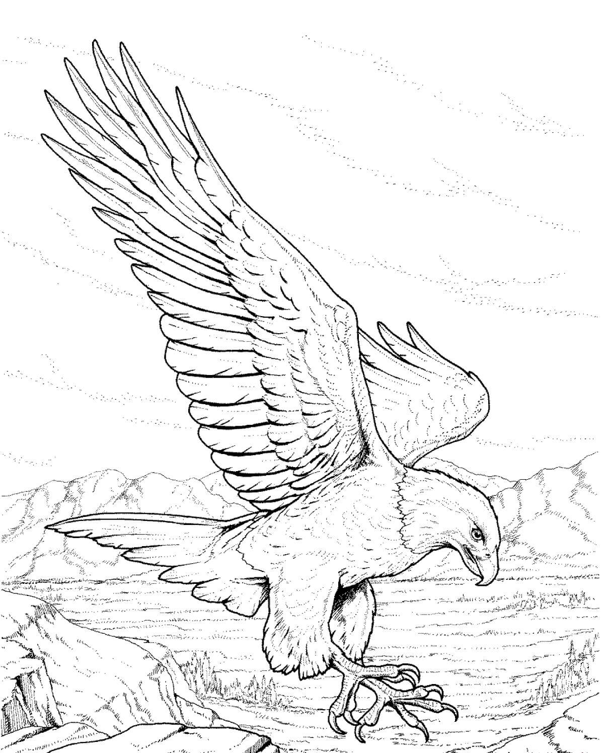   Раскраски дикие птицы орлан