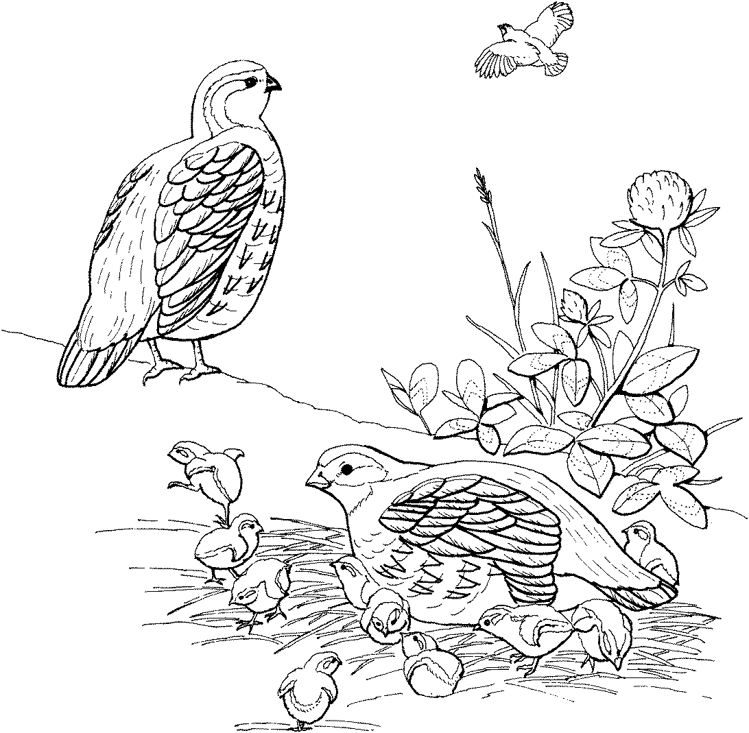   Раскраски дикике птицы куропатки