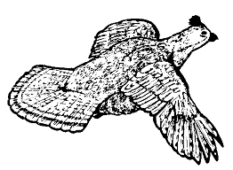   Раскраски дикике птицы куропатки