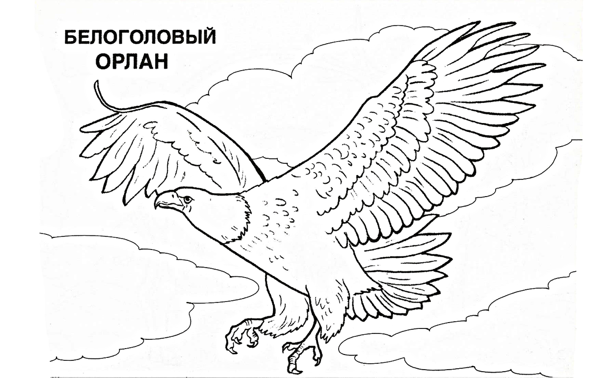 Раскраски дикие