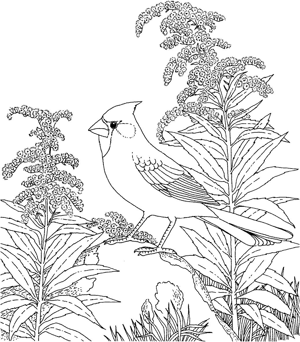   Раскраски дикие птицы жаворонок