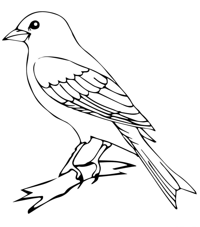   Раскраски домашняя птица канарейка