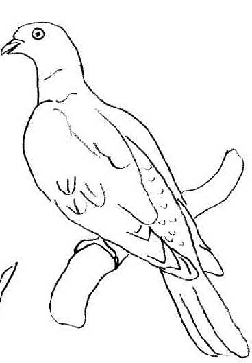   Раскраски перелетные птицы Иволга