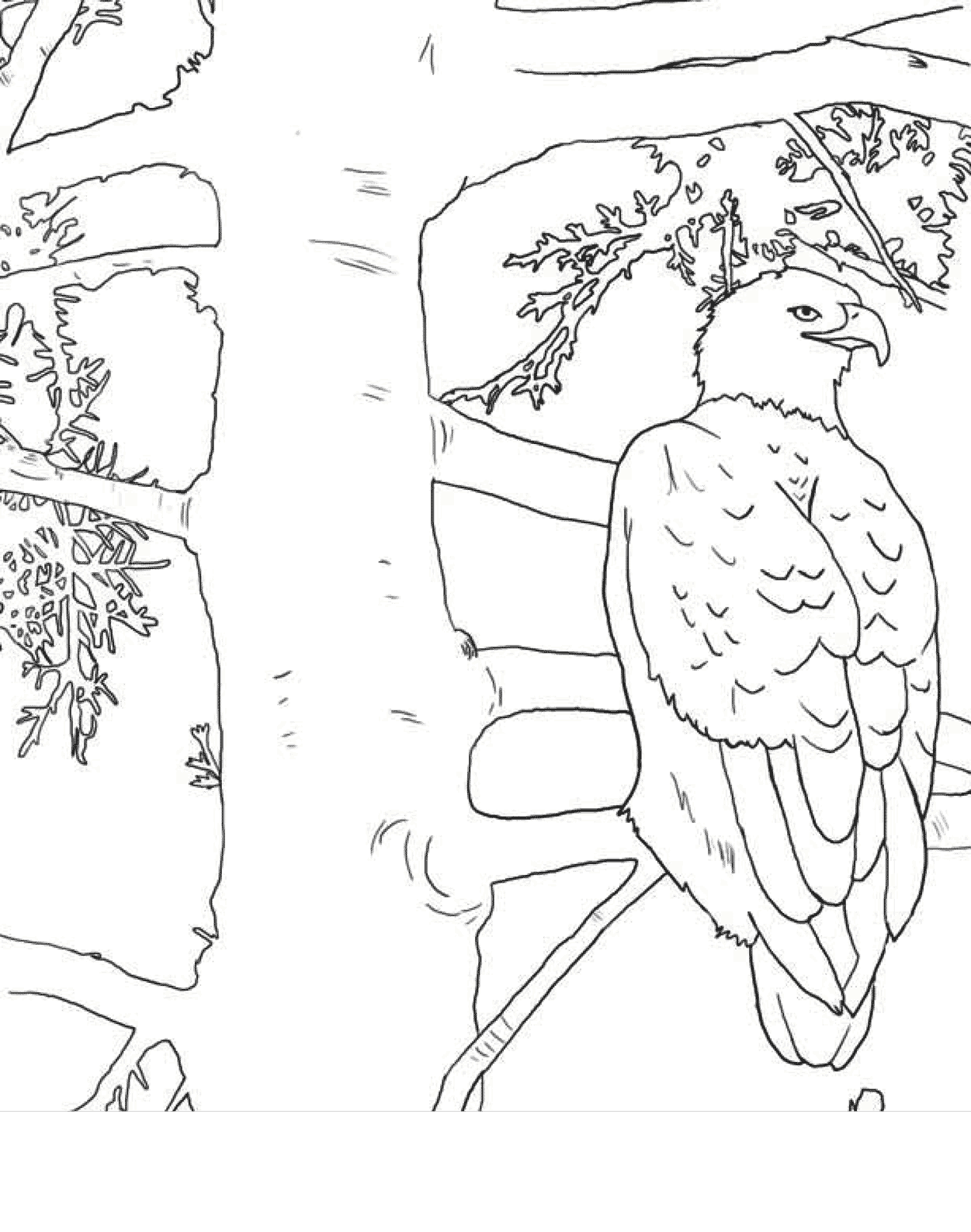   Раскраски дикие птицы орлан