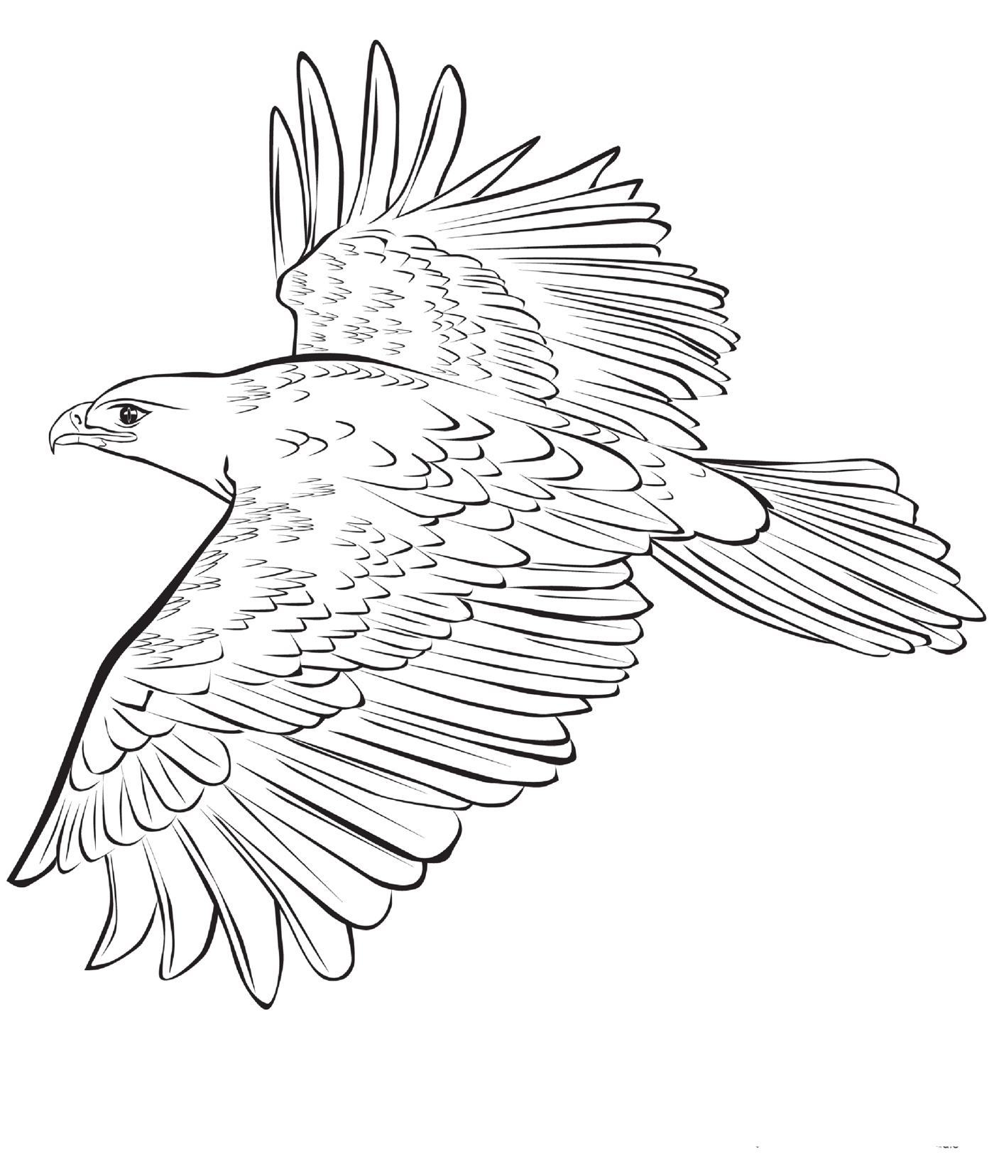 Беркут рисунок. Орлан белохвост раскраска. Рисунок птицы Орлан белохвост. Орел раскраска. Птицы. Раскраска.